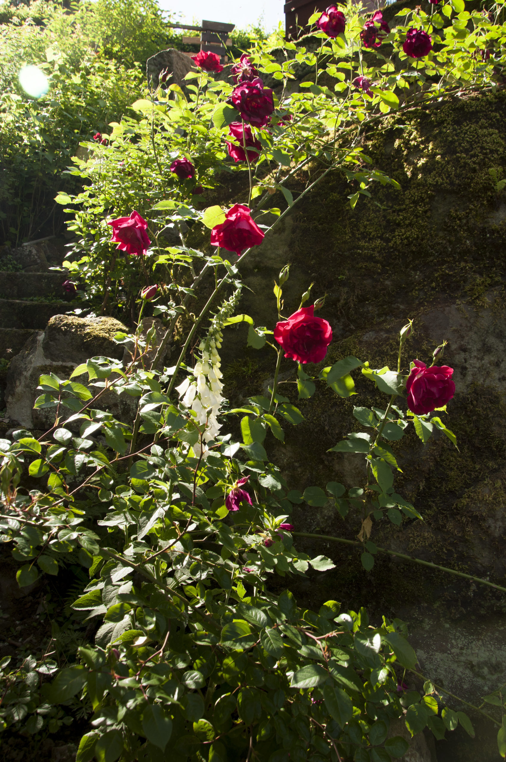 Rosarium Rathewalde